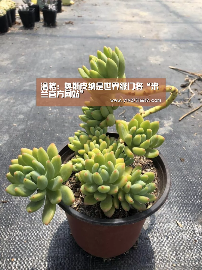温格:奥斯皮纳是世界级门将“米兰官方网站”(图4) 米兰·(milan)中国官网
